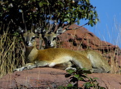 Oreotragus oreotragus