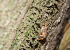 Bokermannohyla luctuosa