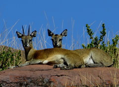 Oreotragus oreotragus