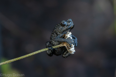 Roraima Bush Toad photo 2