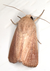 Leucania abdominalis