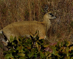 Oreotragus oreotragus