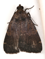 Hydrillodes funestalis