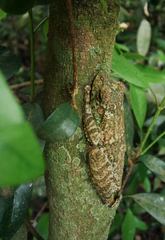 Itapotihyla langsdorffii