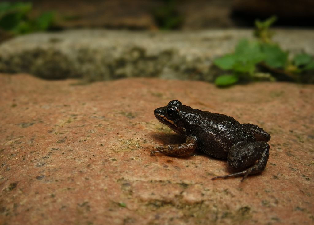 Neblina Tropical Bullfrog