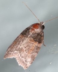 Garella vallata