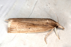Calamotropha leptogrammellus