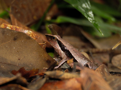 Physalaemus olfersii