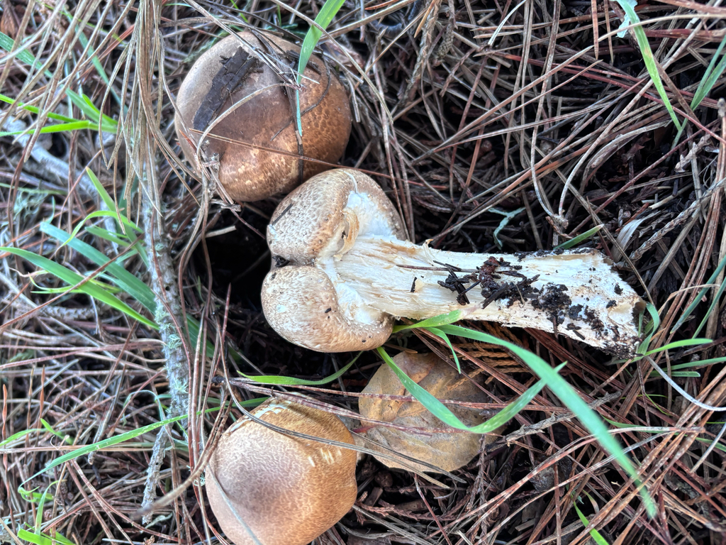 Agaricus augustus · January 2026 · photo: © reago (iNaturalist, cc-by)