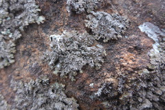 Punctelia stictica