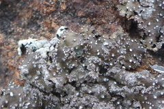 Punctelia stictica