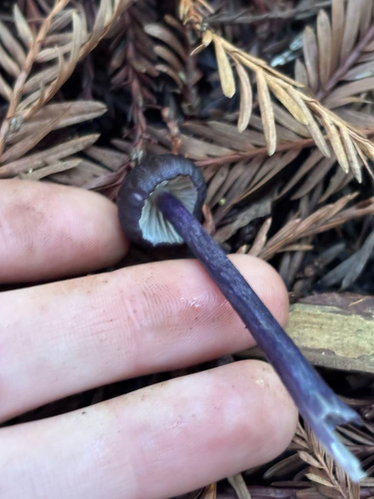 Entoloma pigmentosipes · January 2026 · photo: © reago (iNaturalist, cc-by)
