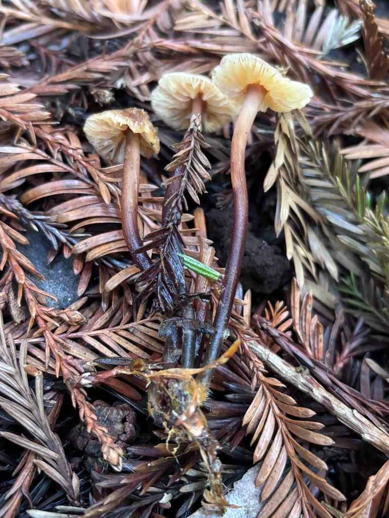 Gymnopus brassicolens · January 2026 · photo: © reago (iNaturalist, cc-by)