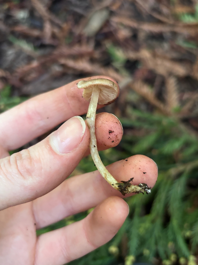 Entoloma cystomarginatum