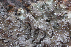 Punctelia stictica