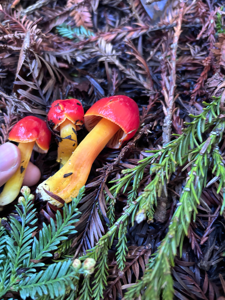 Hygrocybe laetissima · January 2026 · photo: © reago (iNaturalist, cc-by)