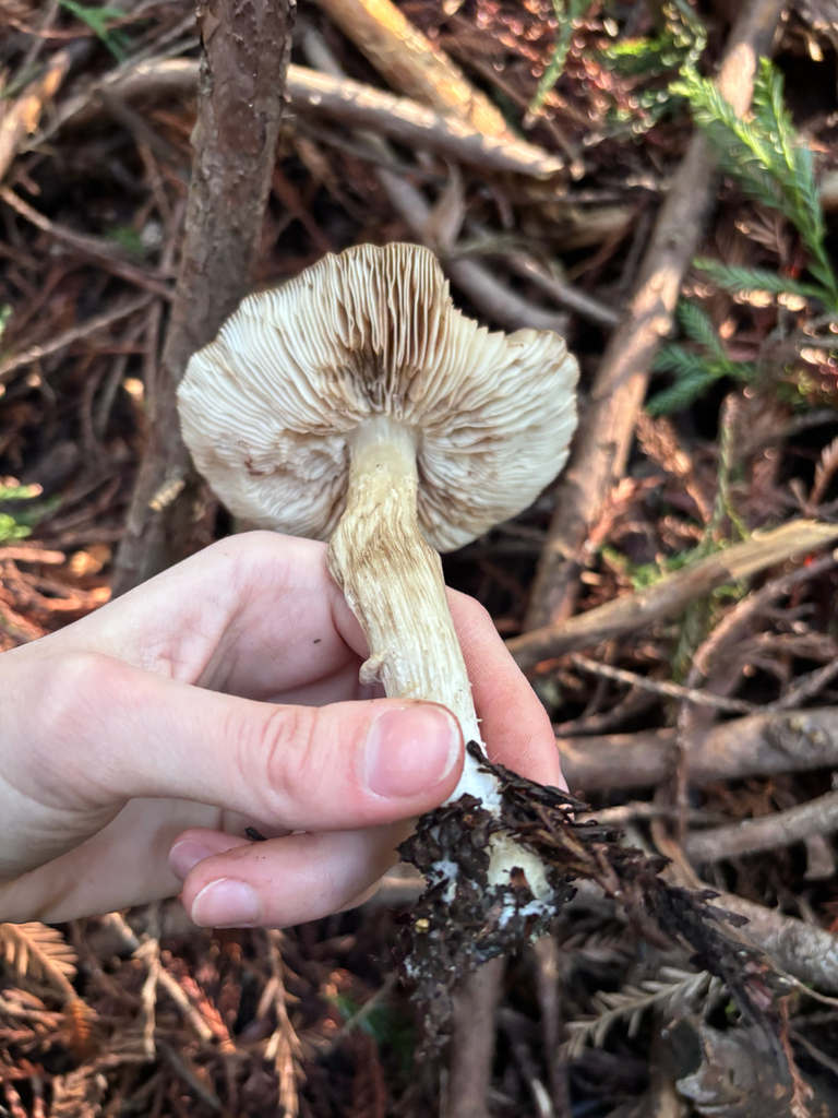 Pluteus cervinus · January 2026 · photo: © reago (iNaturalist, cc-by)