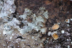 Punctelia stictica