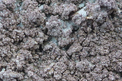 Punctelia stictica