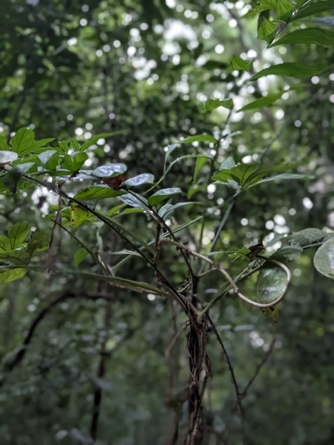 Chamaedorea oblongata, photograph 6