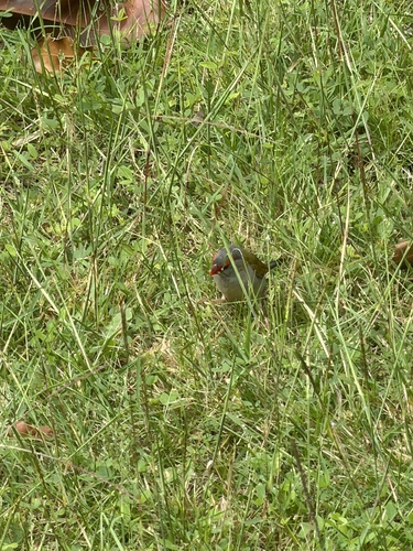 Red-browed Finch (Neochmia temporalis), photo 6