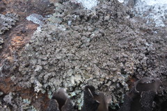 Punctelia stictica