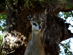 Oreotragus oreotragus