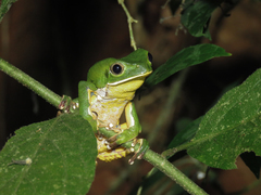 Phyllomedusa burmeisteri