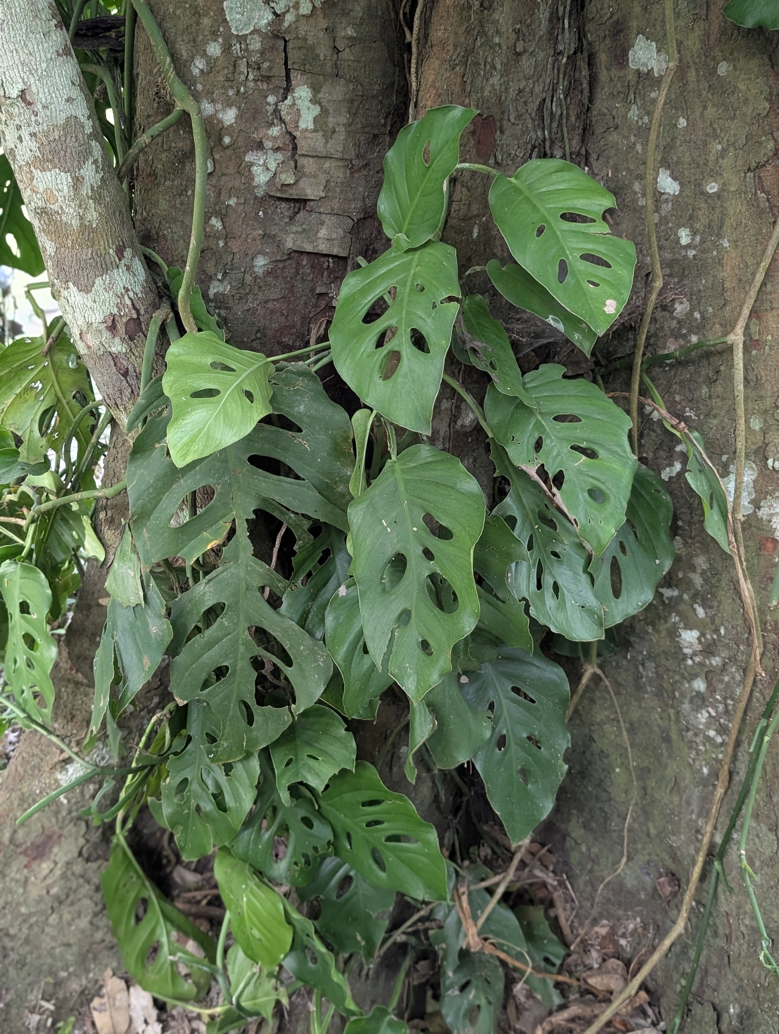 Imagem de Monstera acuminata
