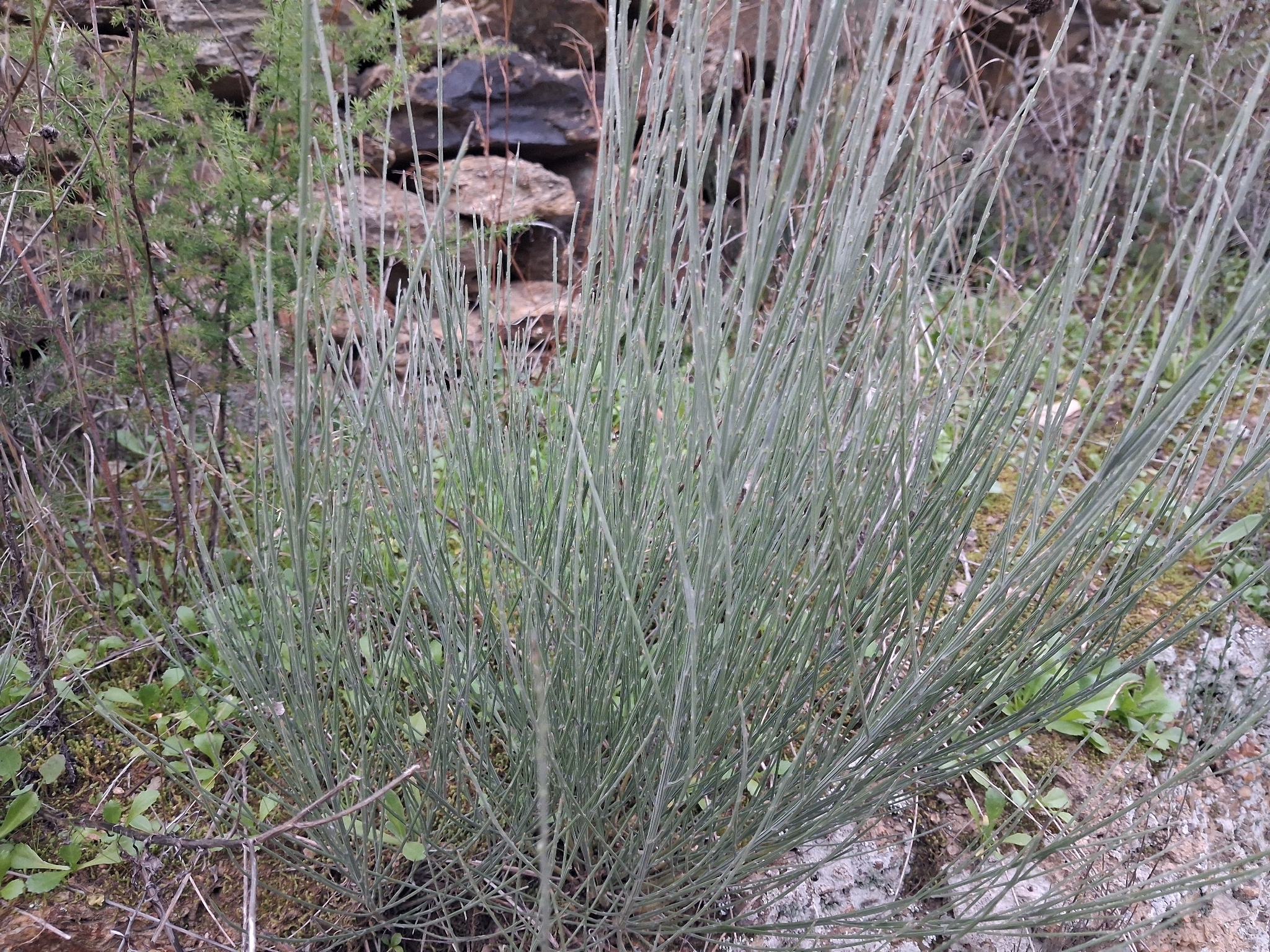 Escoba blanca