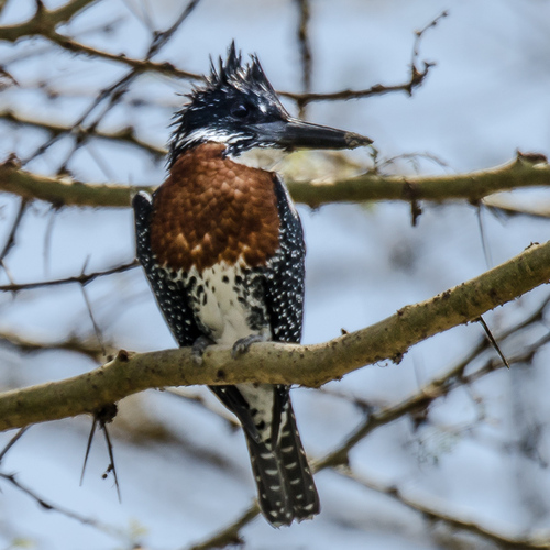 iNaturalist: (c) kratzra, some rights reserved (CC BY-NC) iNaturalist image