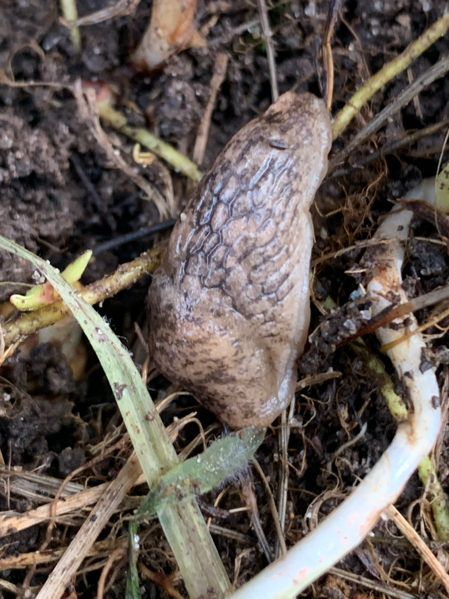 Genetzte Ackerschnecke