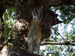 Oreotragus oreotragus