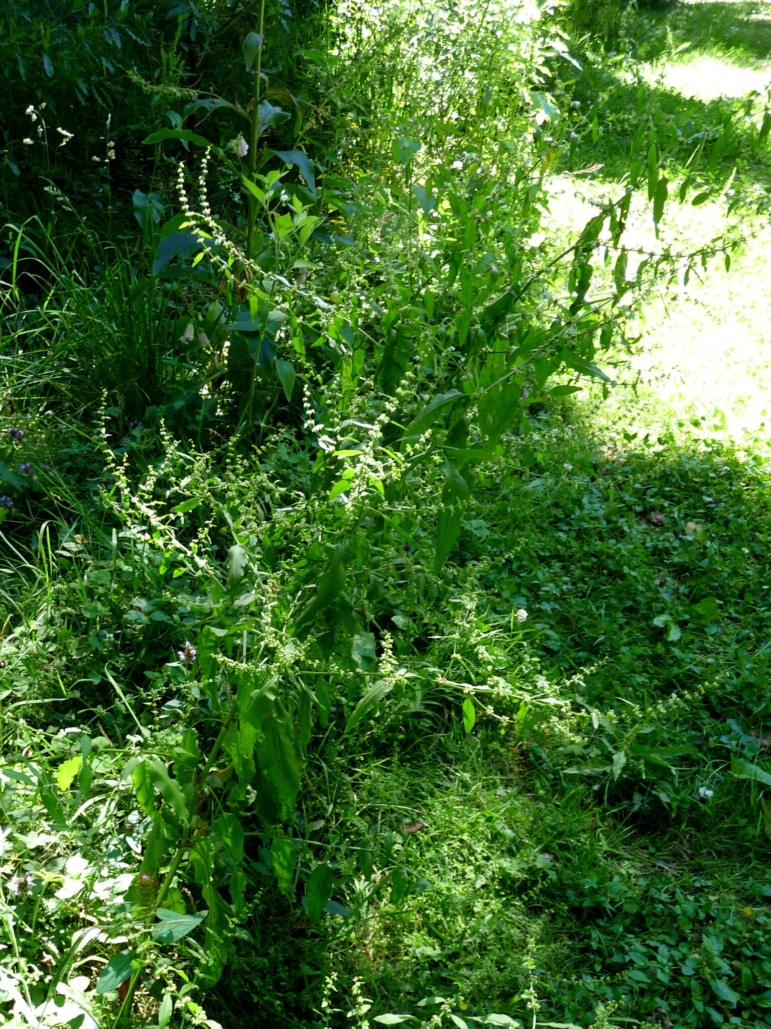 Imagem de Labaça-amontoada