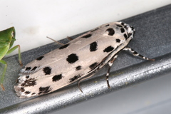Ethmia sphaerosticha