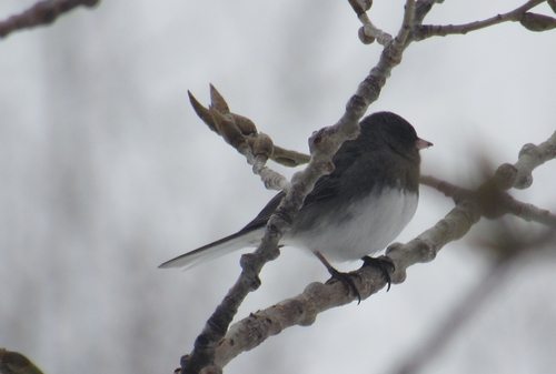Dark-eyed Junco photographed in Iowa