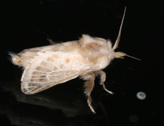 Doratifera pinguis