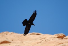 Corvus ruficollis
