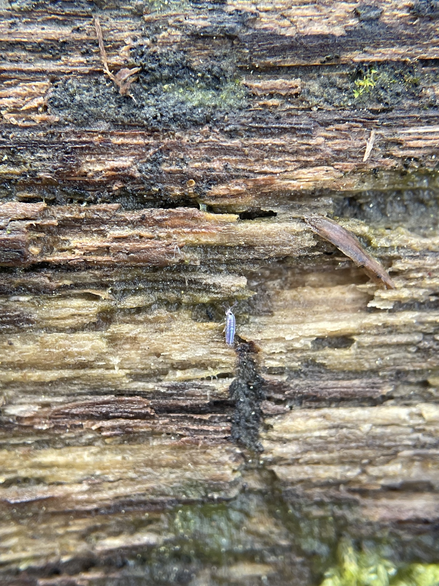 Lepidocyrtus paradoxus Uzel, 1890