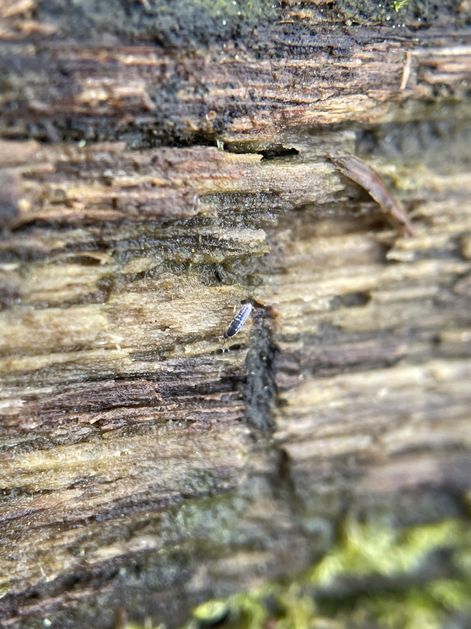 Lepidocyrtus paradoxus Uzel, 1890