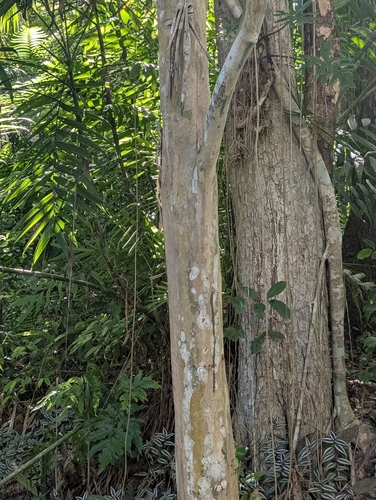 Foto de Pimenta-de-jamaica