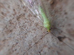 Ceraeochrysa