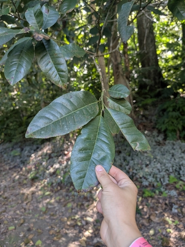 Foto de Pimenta-de-jamaica