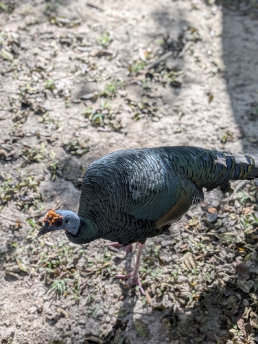 Ocellated Turkey (Meleagris ocellata), photo 4