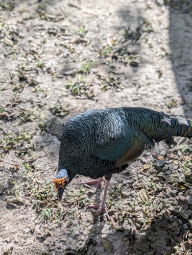 Ocellated Turkey (Meleagris ocellata), photo 5