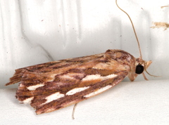 Meyrickella torquesauria