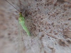 Ceraeochrysa