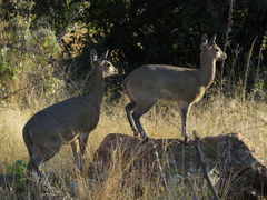 Oreotragus oreotragus