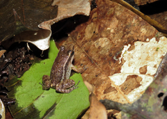 Anomaloglossus stepheni