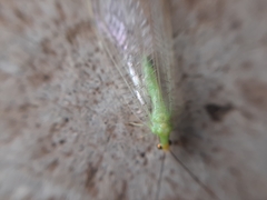 Ceraeochrysa